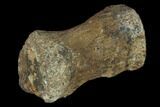 Fossil Theropod Caudal Vertebra - Aguja Formation, Texas #116830-1
